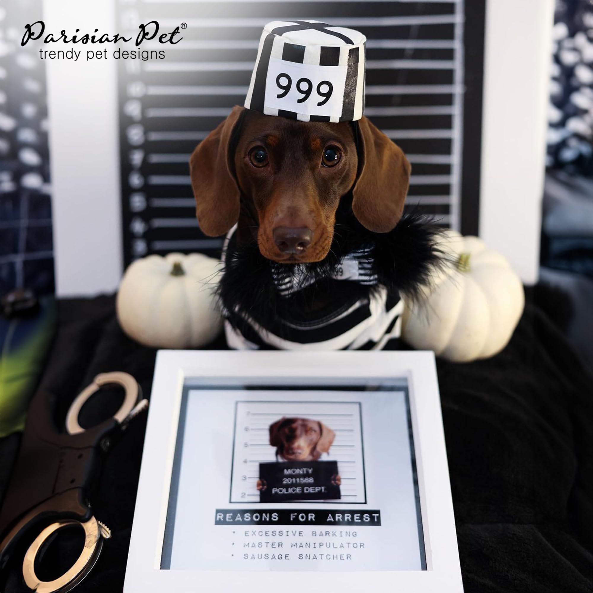 Parisian Pet Dogs in Costume captures festive dress-up for parties and photos.