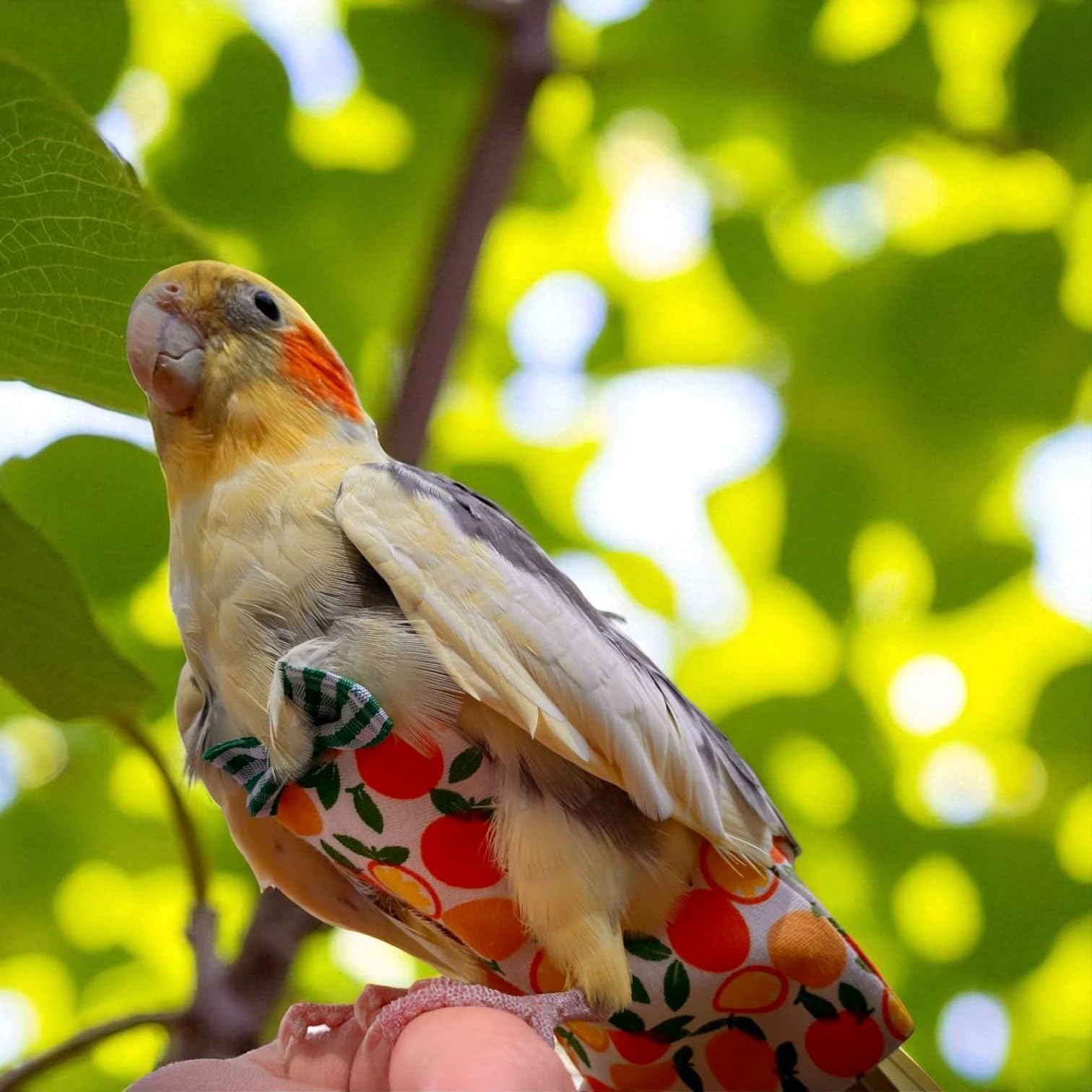 Parrot Diapers help keep surroundings clean and odor-free between washes.