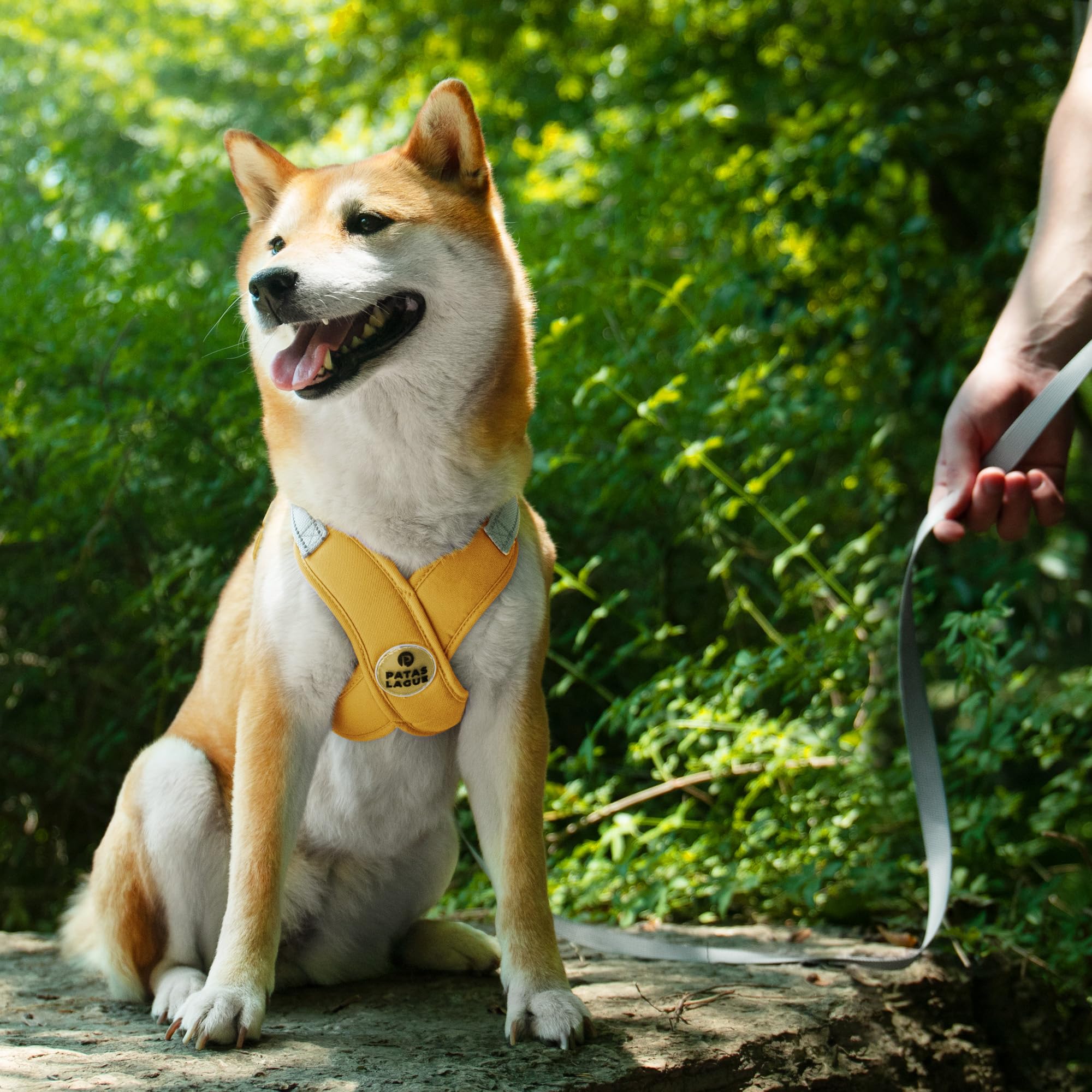 Patas Lague dog harness yellow adjustable-strap closeup showcases secure fit and padding