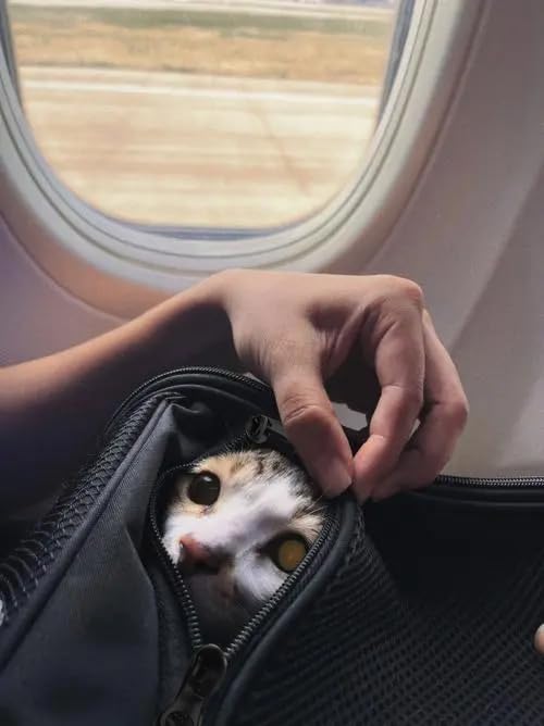 PATAZONE cat carrier back strap with luggage compatibility for travel