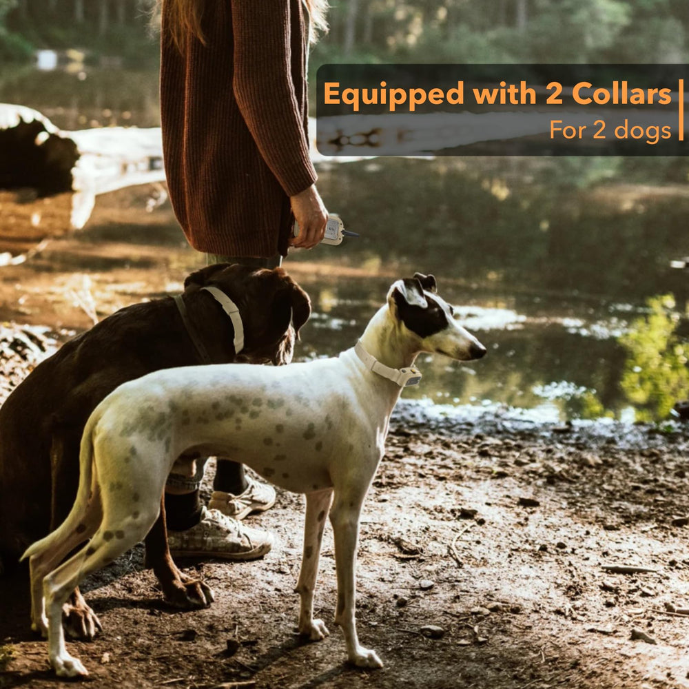 PATPET dog training collar IPX7 waterproof design for rain and splashes