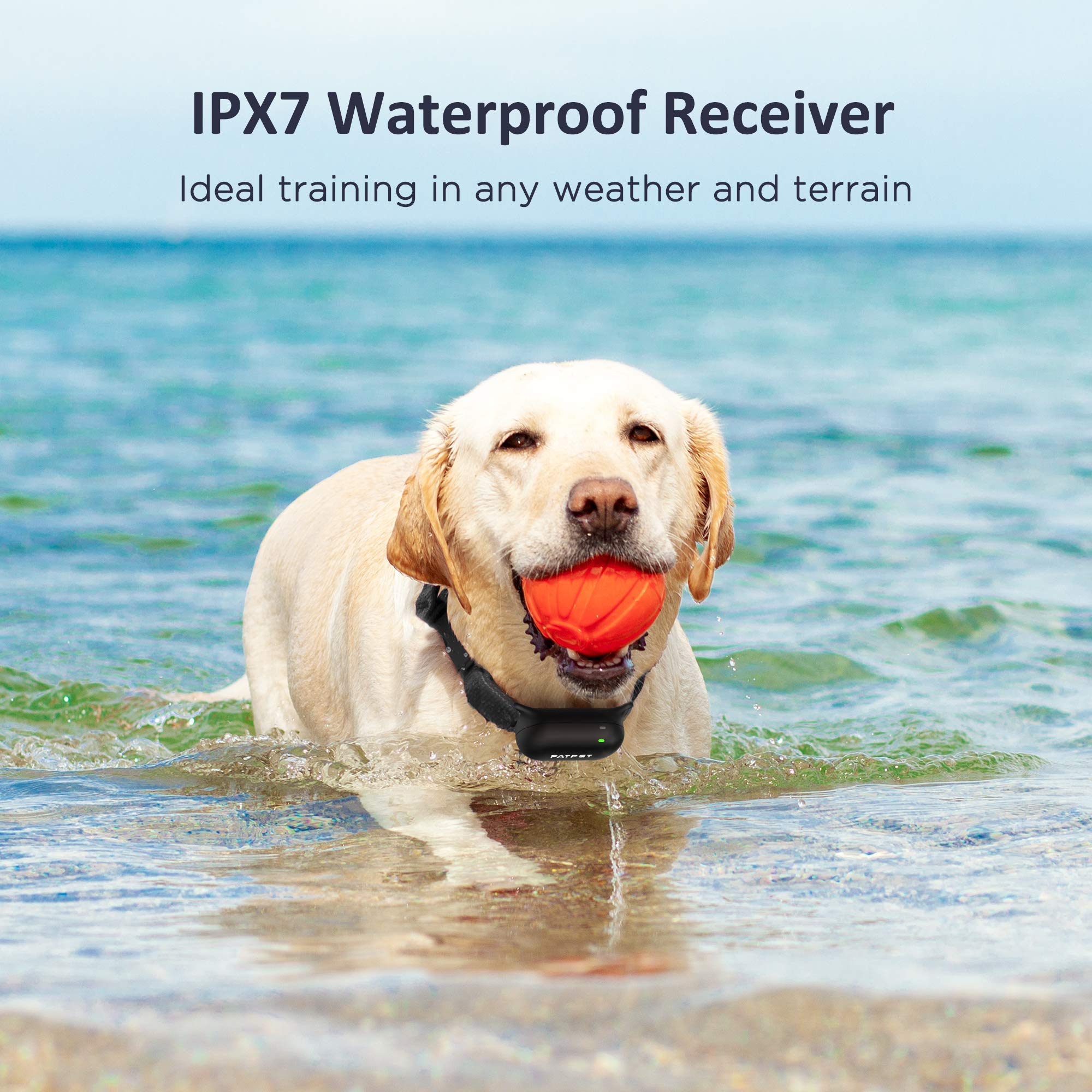 PATPET dogs playing in water with the waterproof collar near a pool