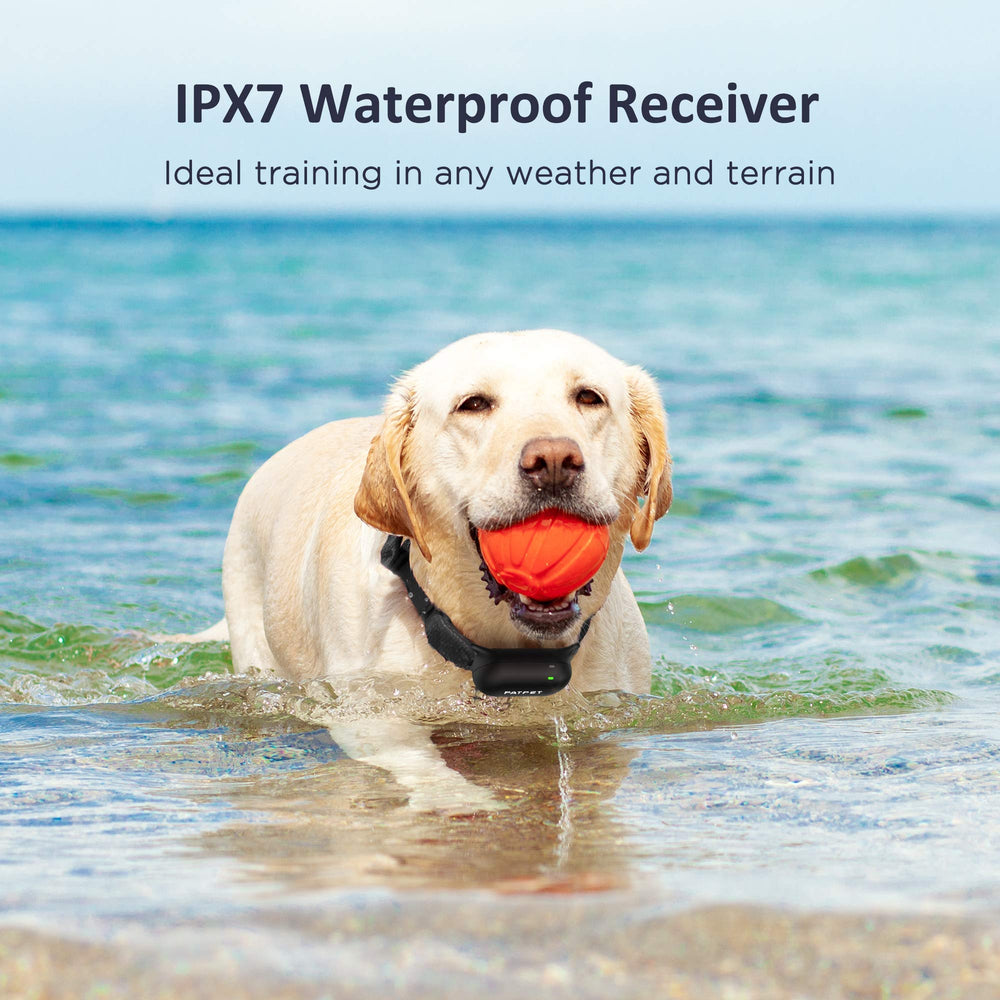 PATPET dogs playing in water with the waterproof collar near a pool