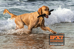 PATPET IPX7 waterproof collar ready for indoor and outdoor sessions.