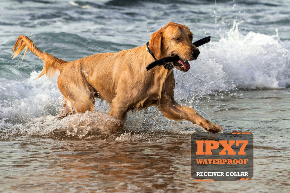 PATPET two-dog training setup demonstrating consistent signals across both dogs