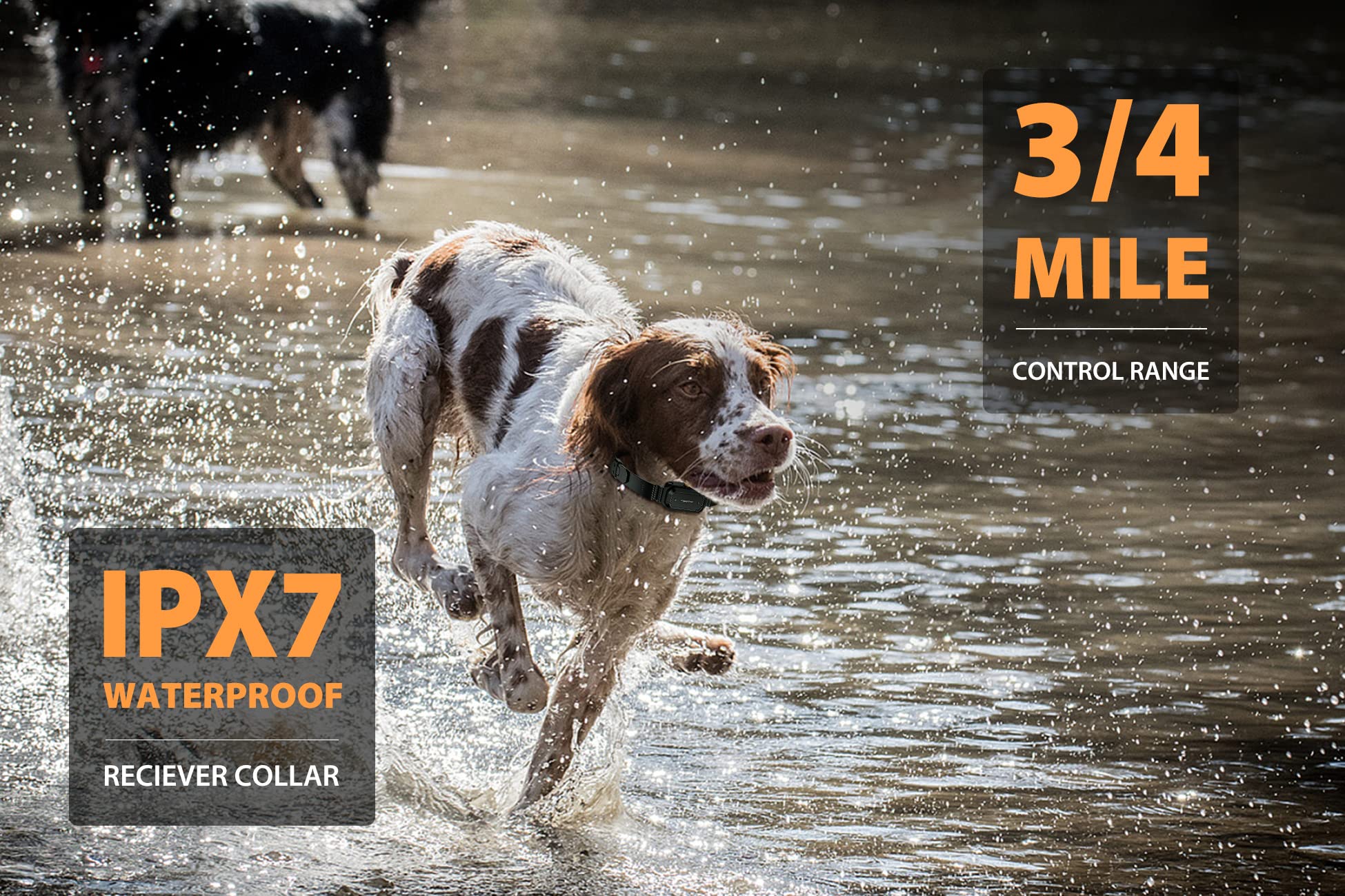PATPET waterproof dog collar in action during field training, rain or shine.