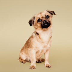 Paul Mitchell Pet Soothing Oatmeal Conditioner gallon packaging showing family-size care.
