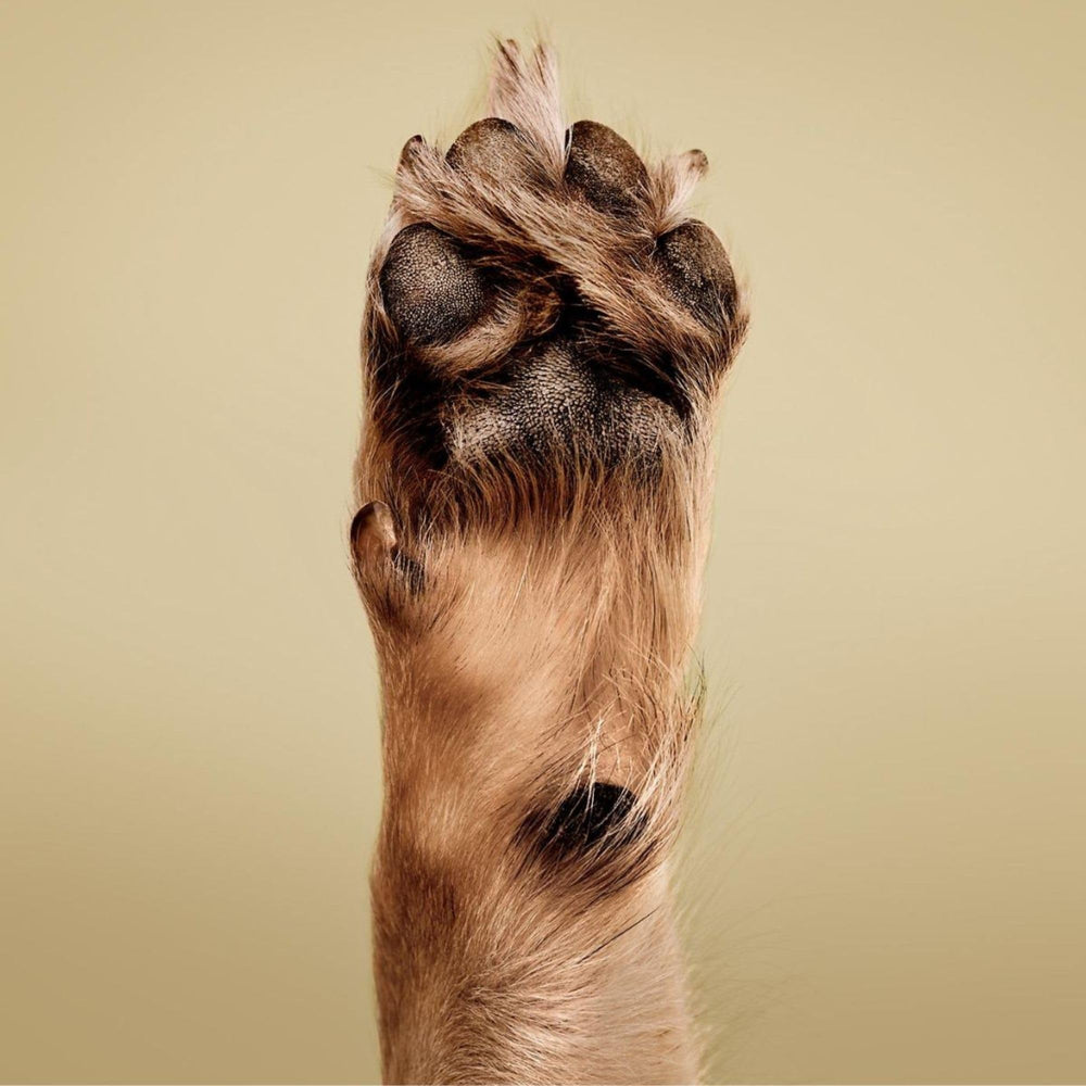 Paul Mitchell Pet Soothing Oatmeal Conditioner ingredients highlight aloe and oats for soothing care.