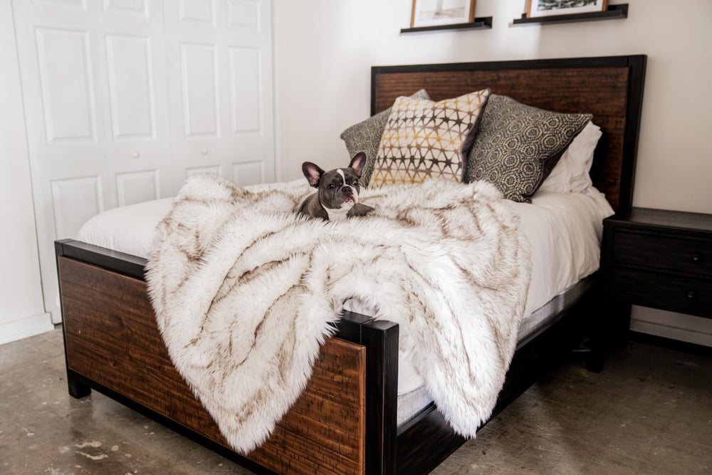 PAW BRANDS PupProtector furniture-protection on sofa keeping stains at bay.