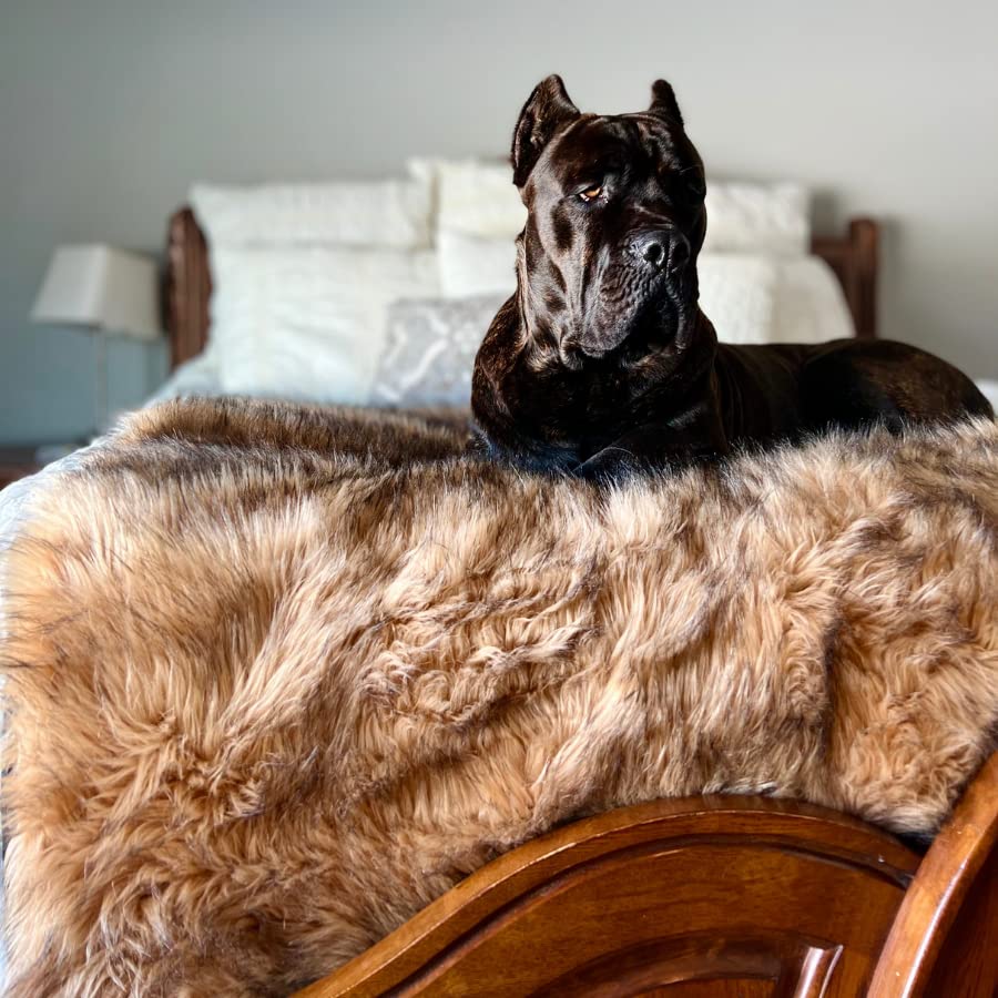 PAW BRANDS PupProtector sable brown color complements living room décor