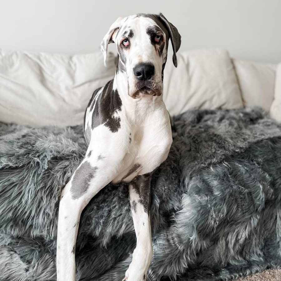 PAW BRANDS PupProtector draped over furniture protects chairs and cushions.