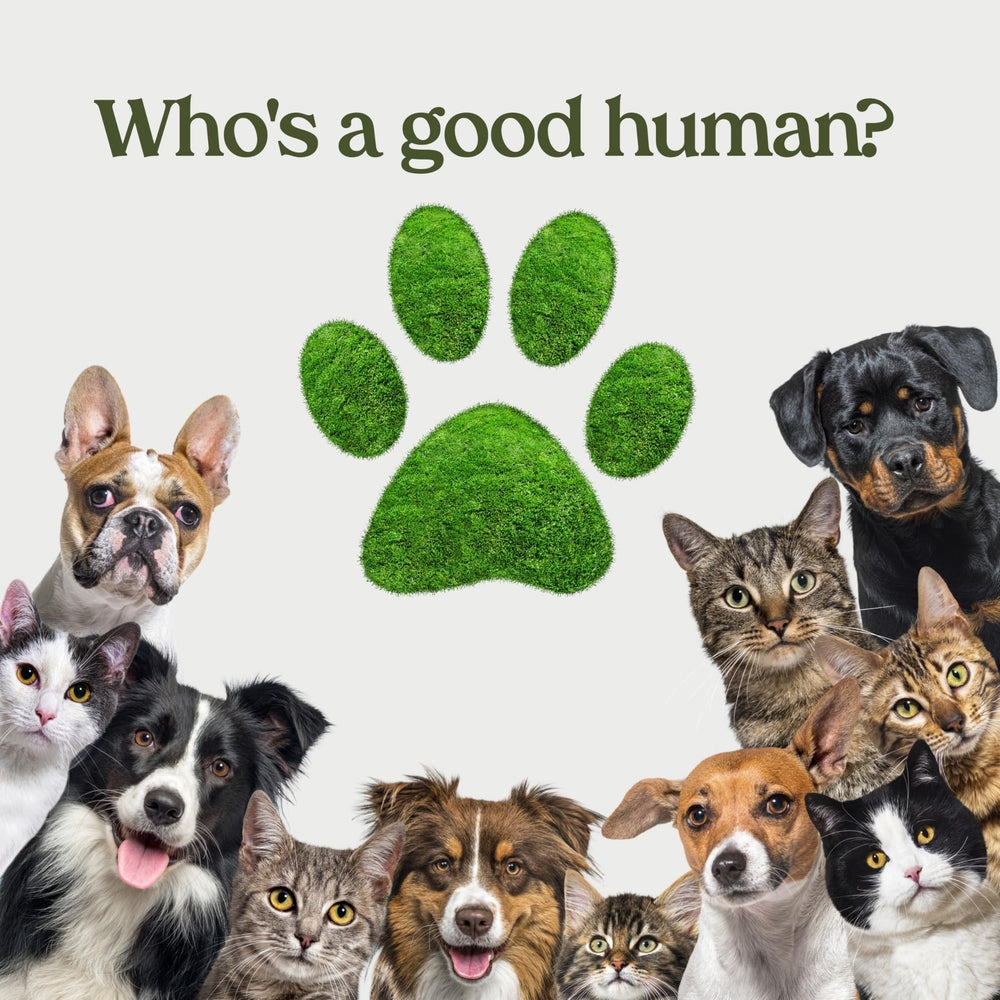 PAWFUME label close-up emphasizes vet-certified, sulfate-free formula