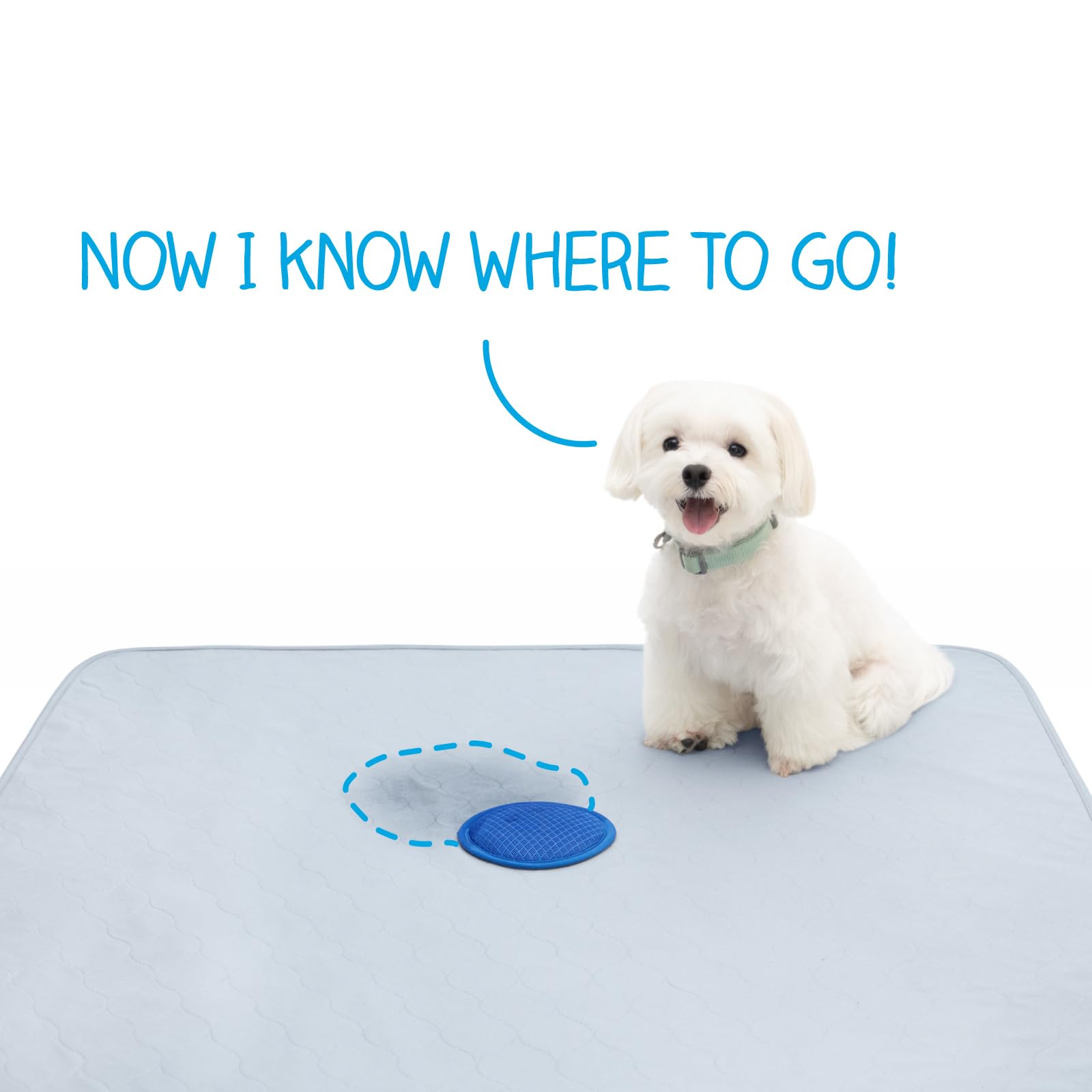 Paw Inspired 36x36 inch pad providing ample space for dogs of all sizes.