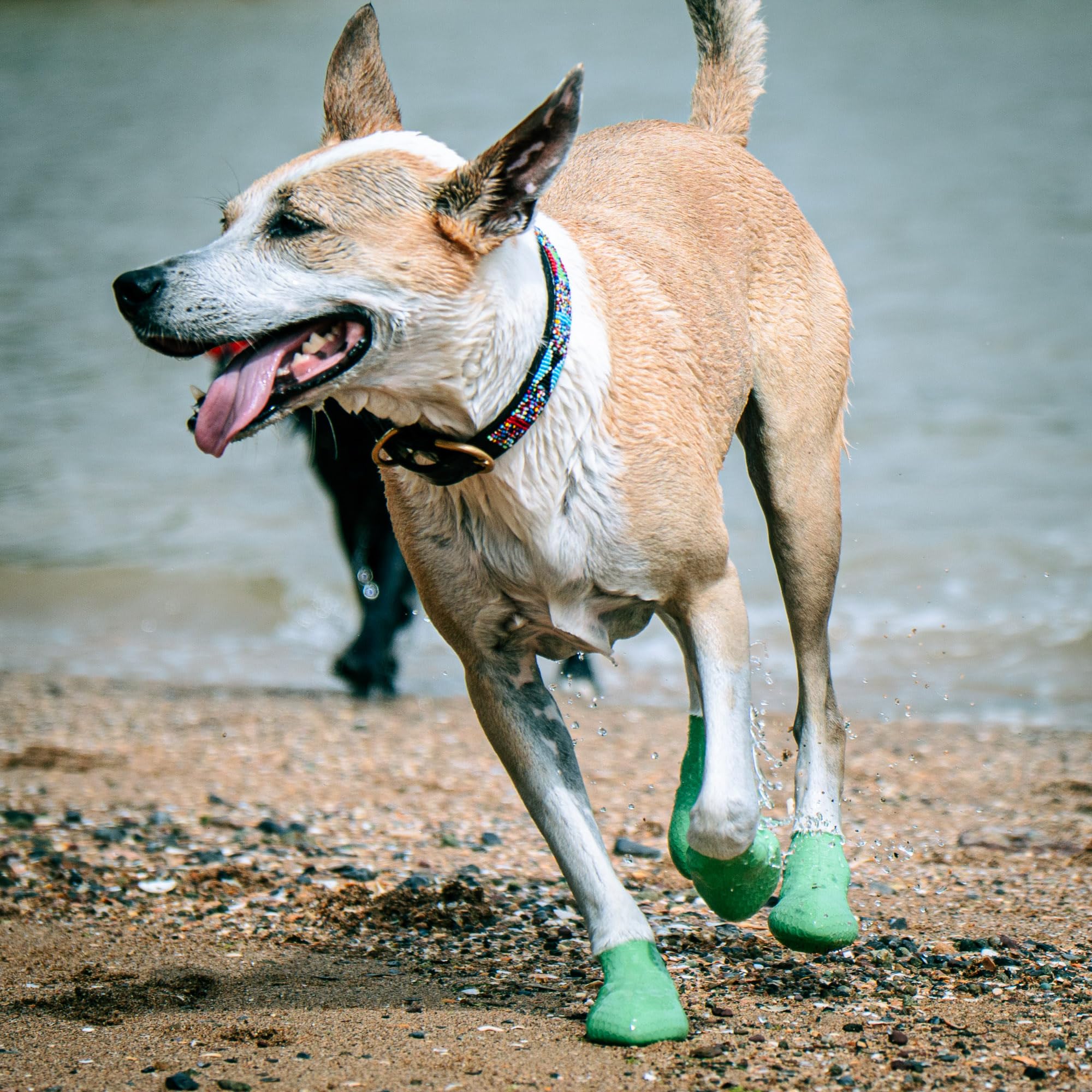 Paw—Skins 2.0 size range from small to large for different breeds.
