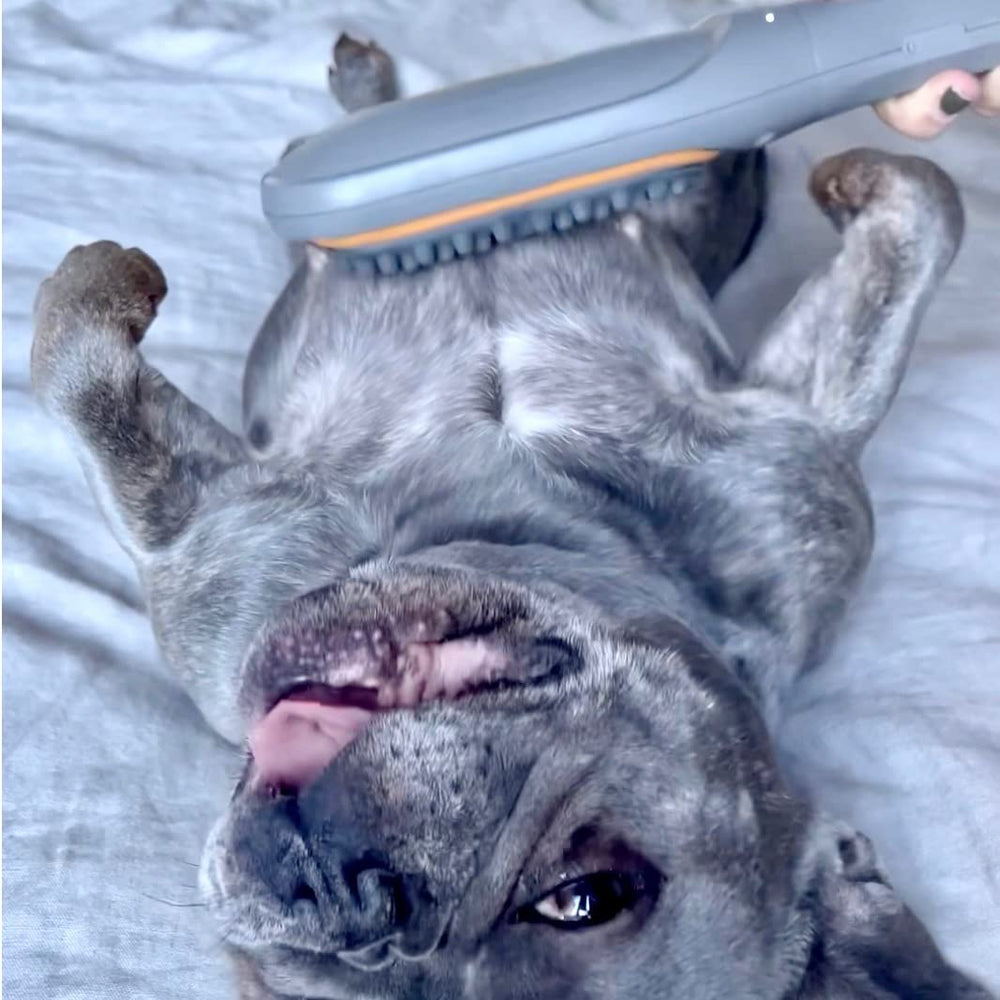 PAW WAVE pet-massager-in-action demonstrates stress relief and calm before playtime.