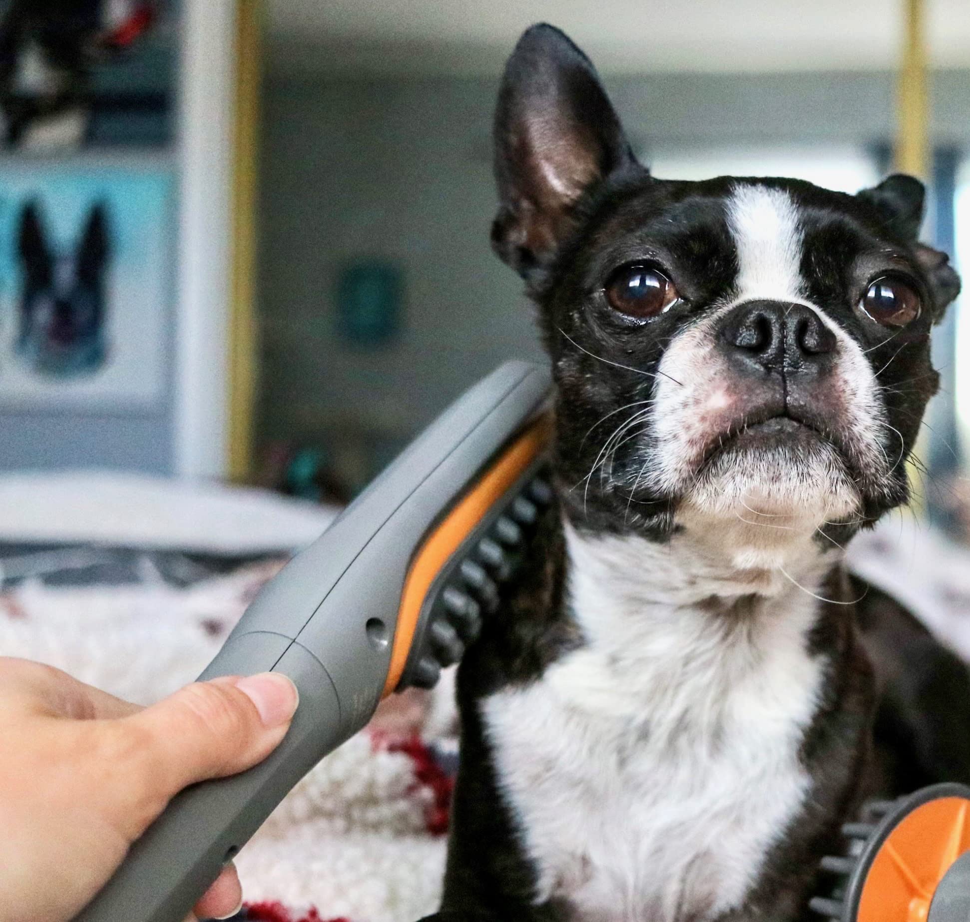 PAW WAVE relaxation-stress-relief captures calm, relaxed pets after a session.