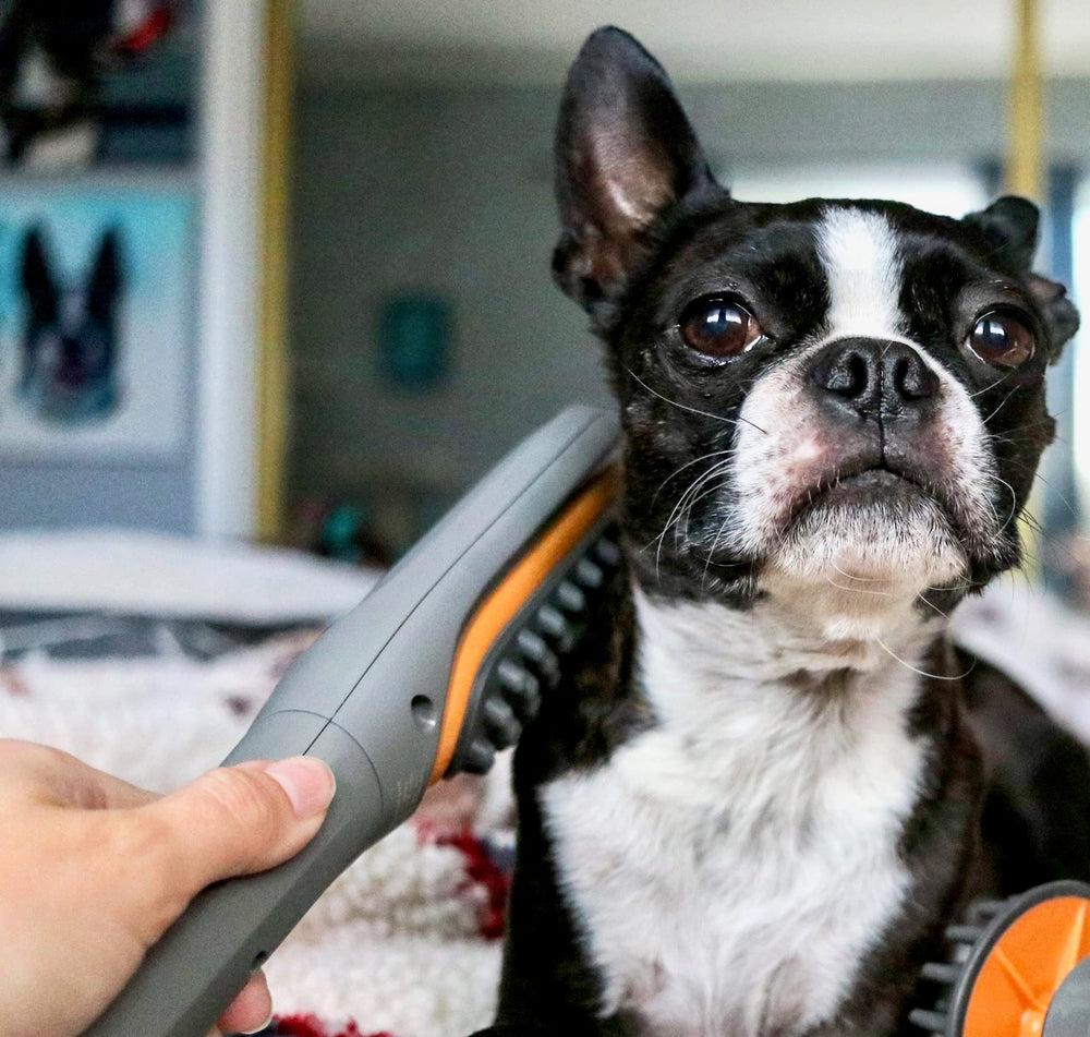 PAW WAVE relaxation-stress-relief captures calm, relaxed pets after a session.