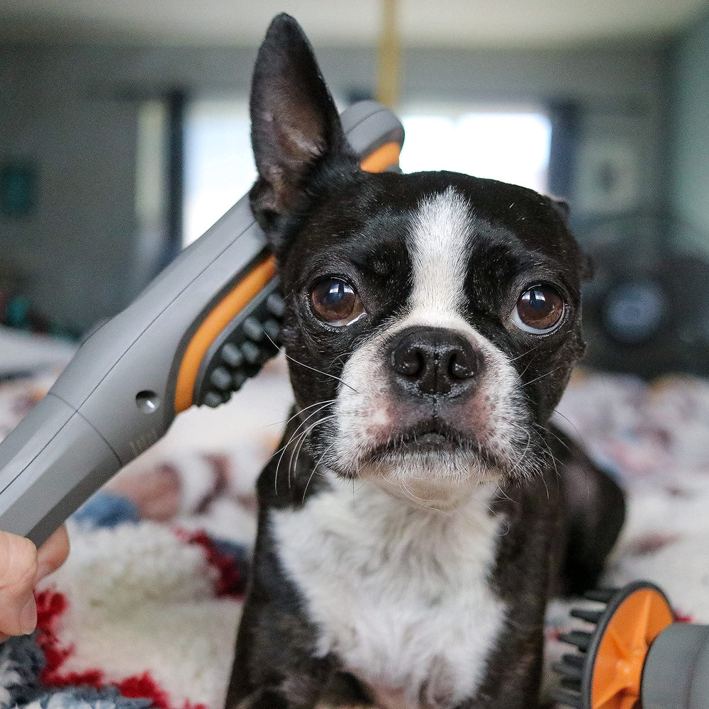 PAW WAVE veterinarian-recommendation frame underscores trusted comfort and mobility support.