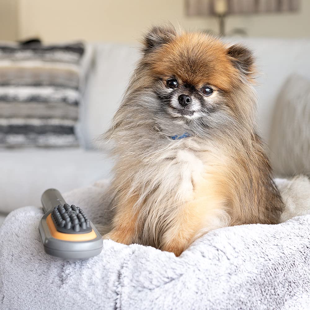 PAW WAVE warm-up-before-play highlights pre-exercise vibration for mobility and readiness.
