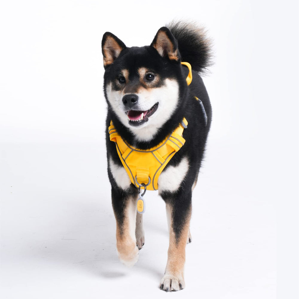 Pawaii dog harness digital ID tag QR code enables quick contact access.
