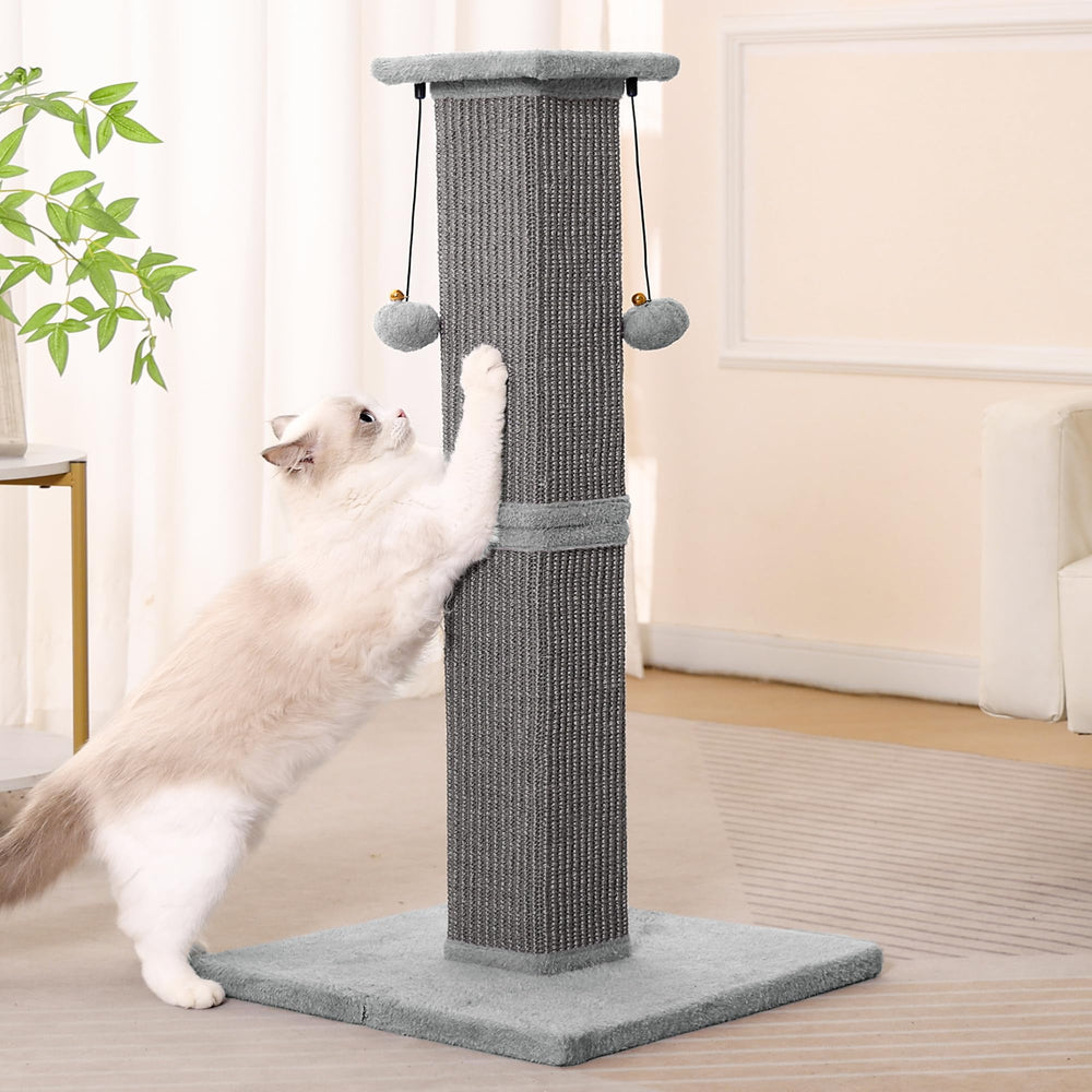 Pawfessor easy assembly for quick, tool-free setup.