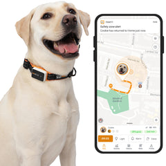 Pawfit 3 GPS pet tracker on a dog collar provides real-time safety tracking.