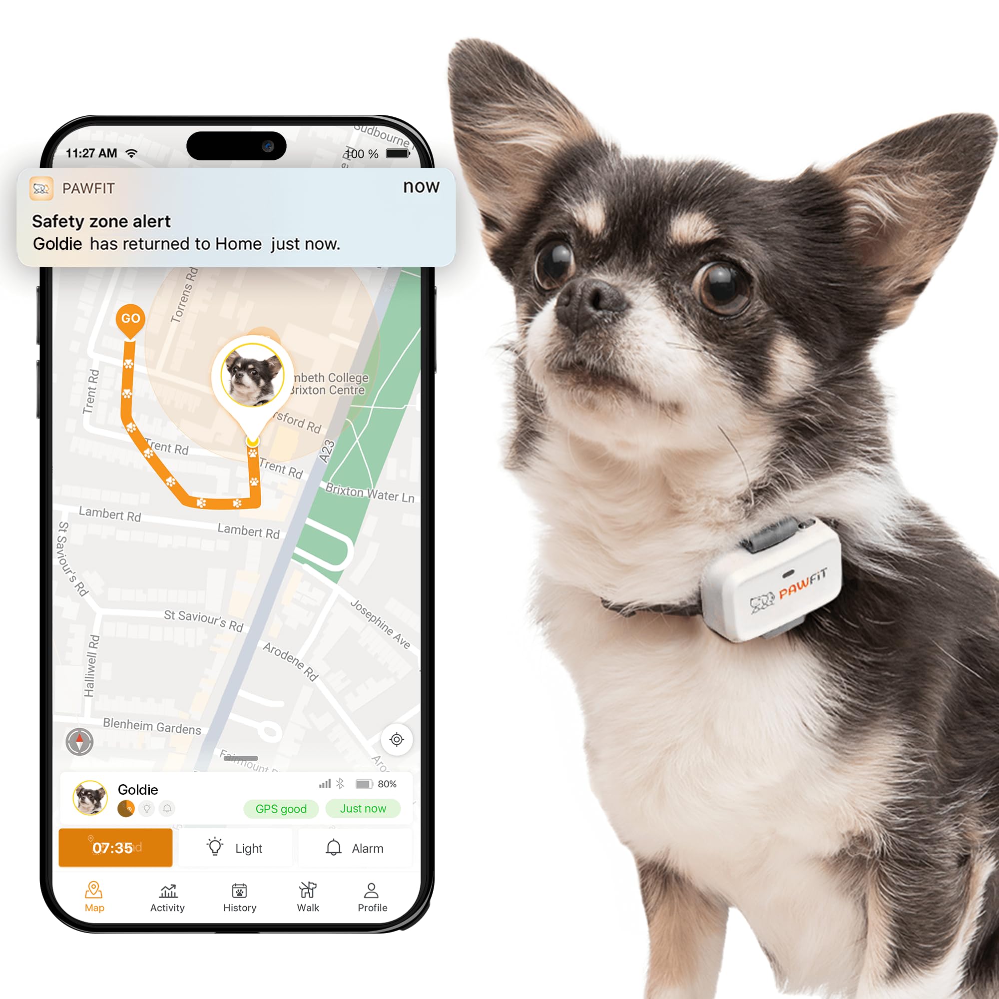 Pawfit Lite small-dog tracker on dog with real-time location display.