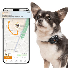 Pawfit Lite small-dog-tracker on neck for constant location visibility and safety