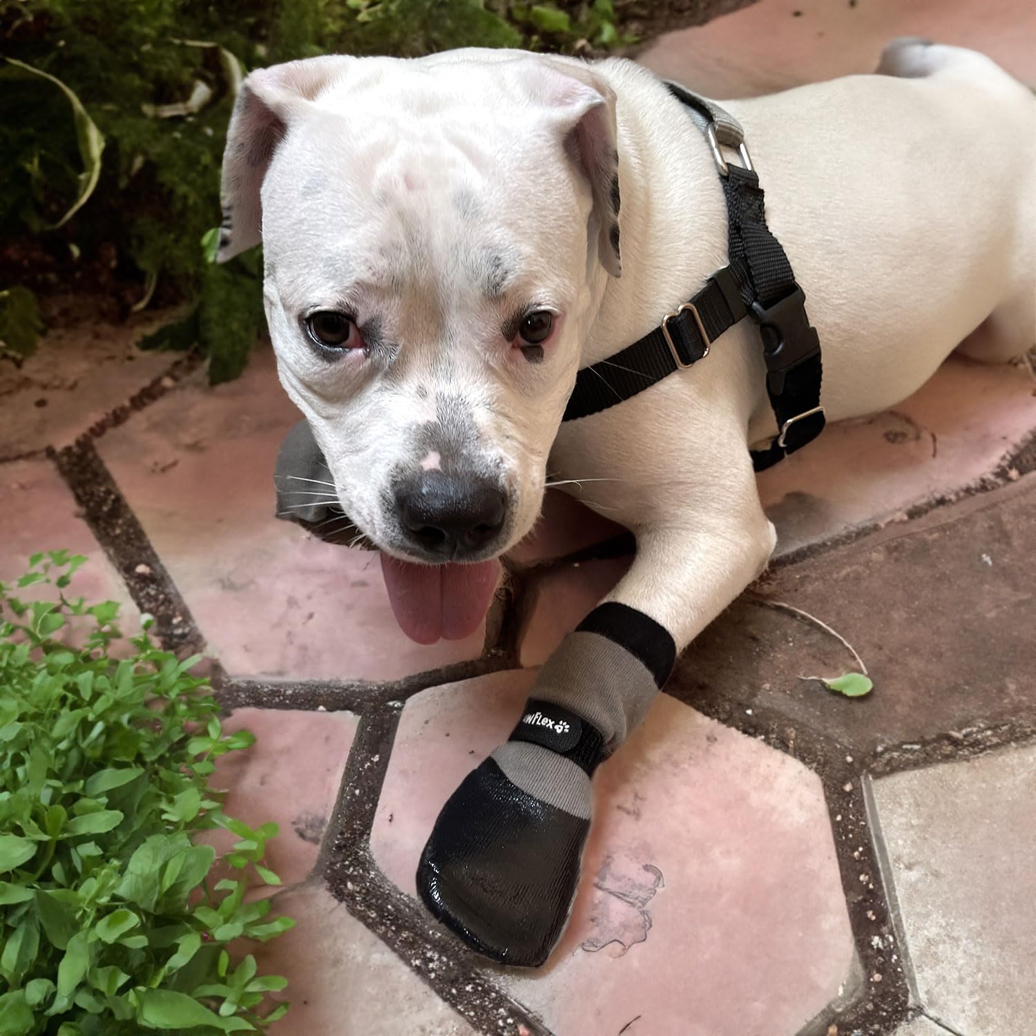 PawFlex adjustable-strap closeup highlighting stay-in-place fit for active dogs.