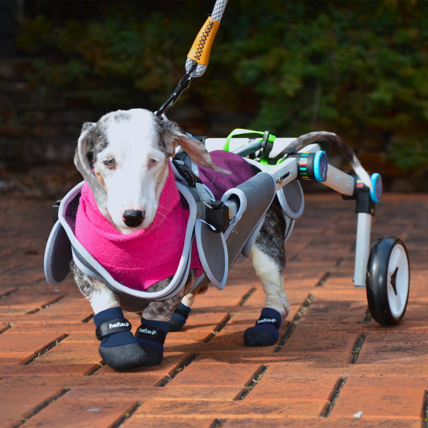 PawFlex adjustable strap secures boots for a snug customizable fit