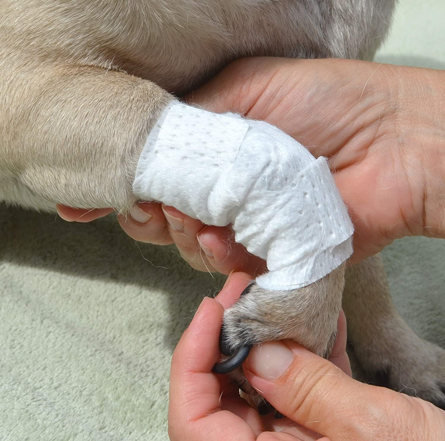 PawFlex bandage on a cat tail demonstrates gentle protection.