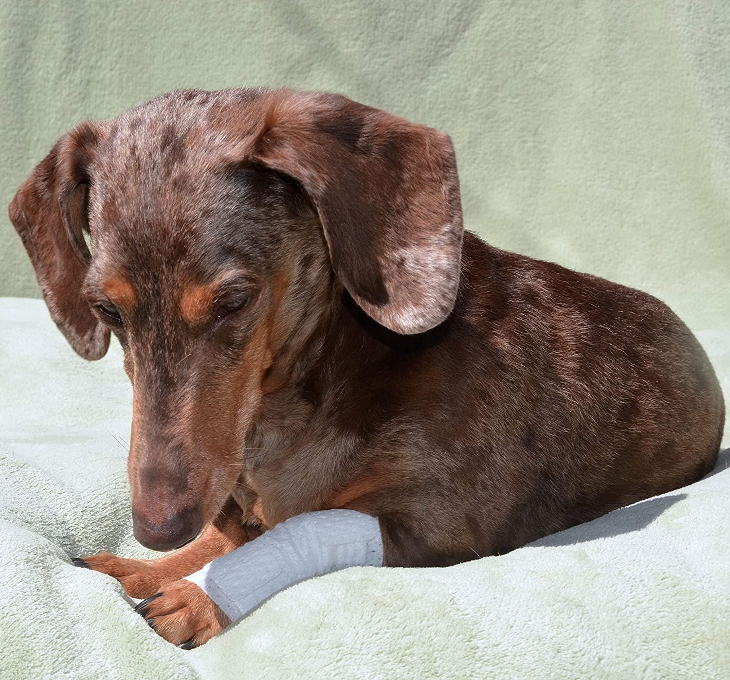PawFlex breathable bandage material keeps pets comfortable.