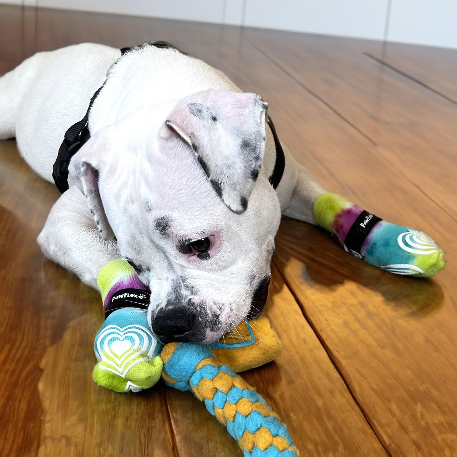 PawFlex Comfy Pawz adjustable strap highlights secure fit without adhesives.