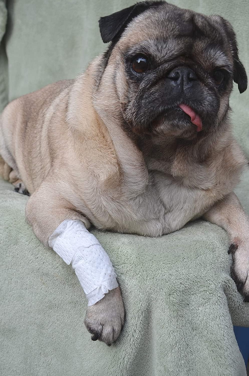 PawFlex disposable-washable value-pack for convenient care.