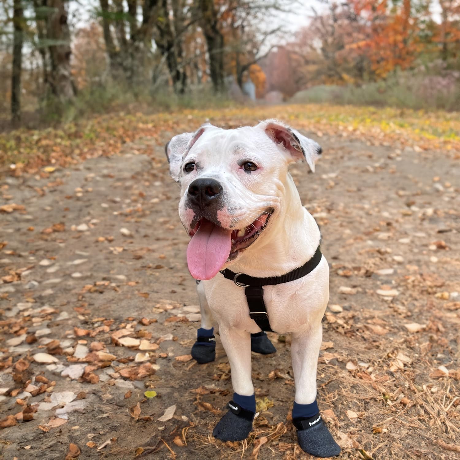 PawFlex inner-silicone-non-slip-grip keeps boots in place during playful sessions.