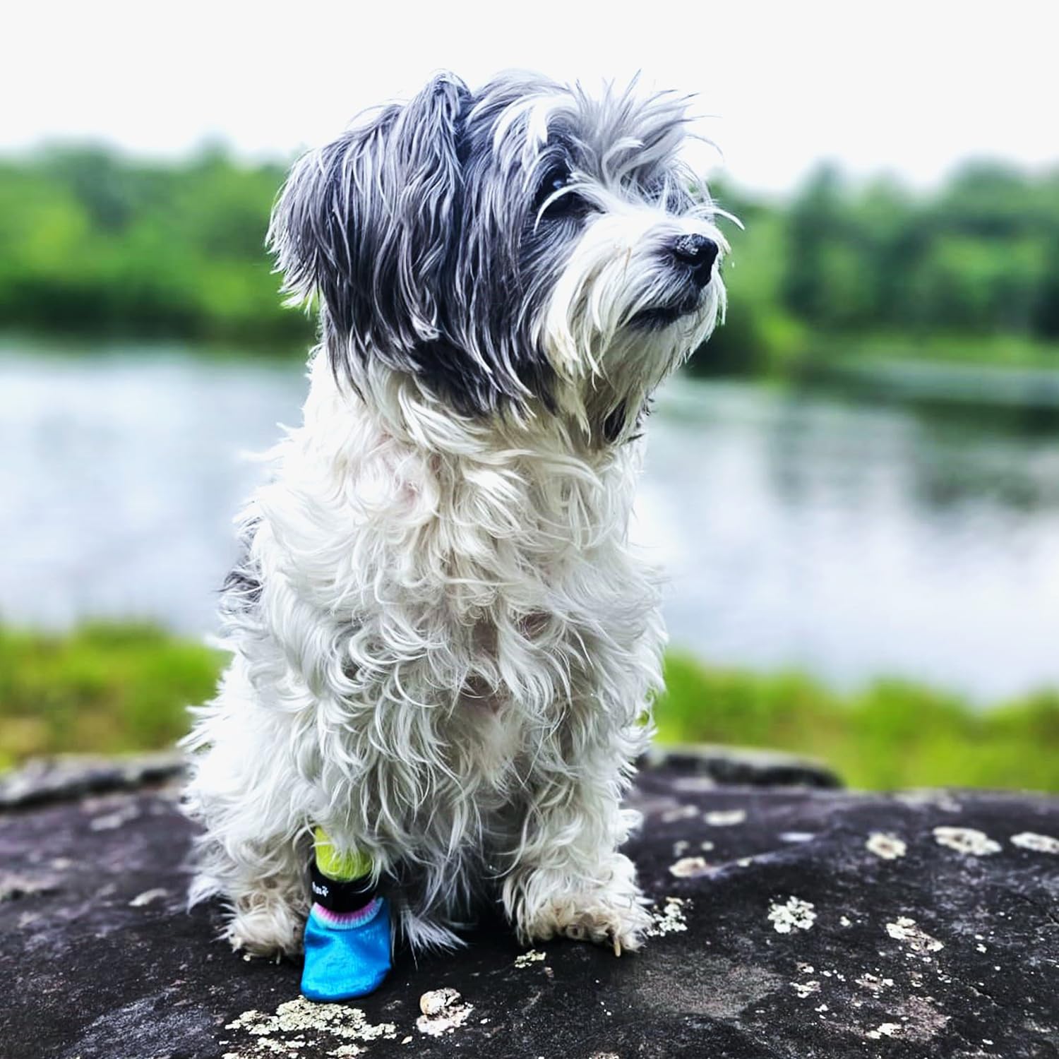 PawFlex lightweight-flexible-boot provides comfortable wear for indoor and outdoor adventures.