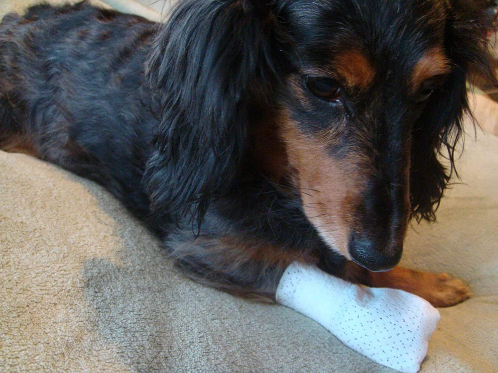 PawFlex Medimitt disposable bandage; washable for multiple uses