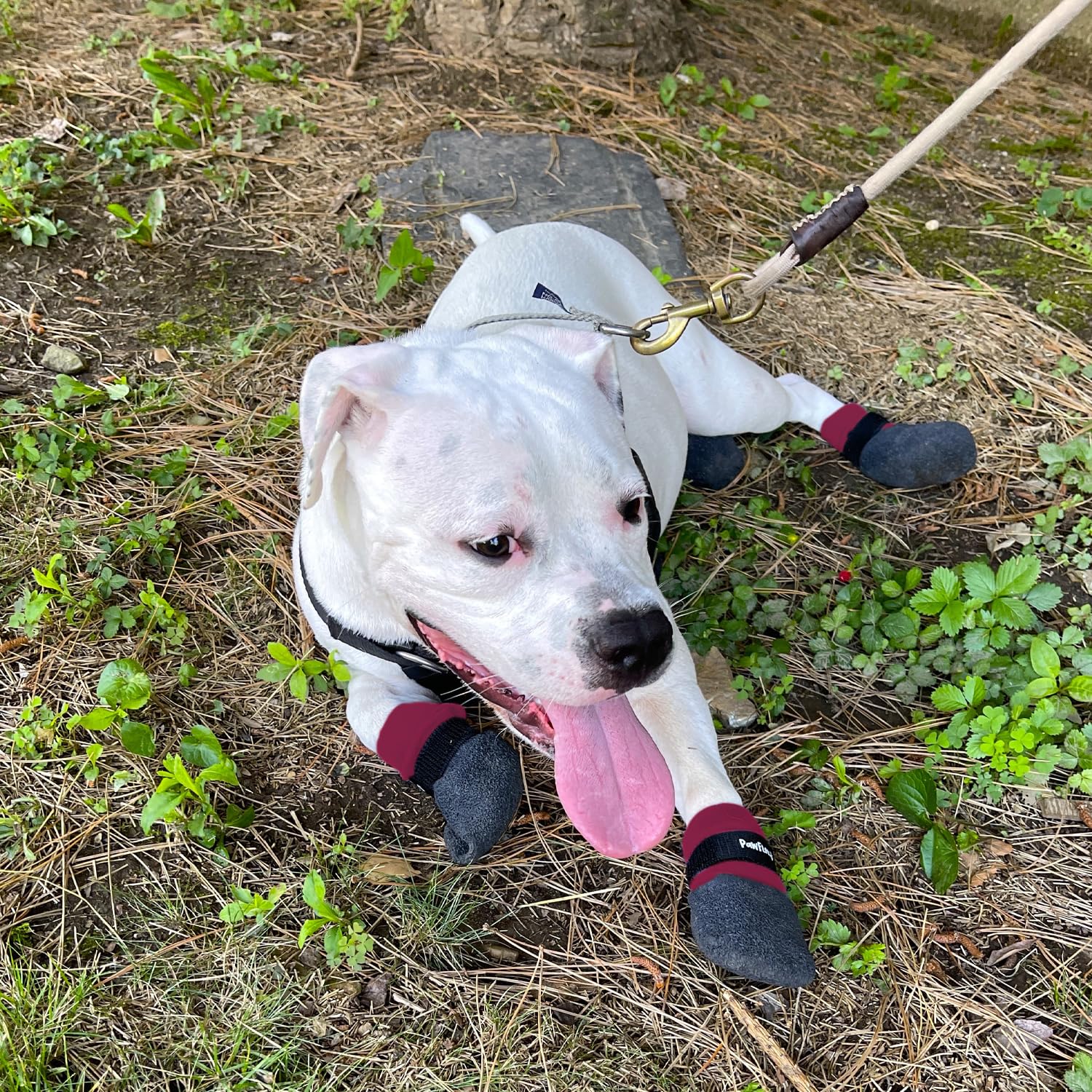 PawFlex nail protection boot reduces nail wear on rough terrain.