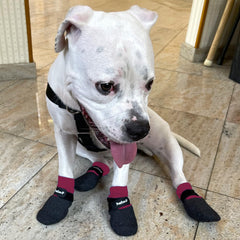 PawFlex inner silicone grip demonstrates anti-slip hold for secure paw wear.