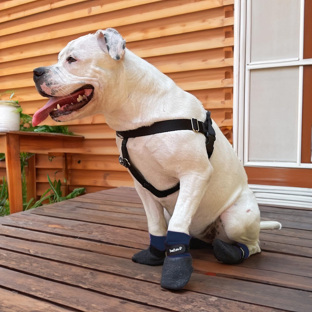 PawFlex senior dog mobility support in rainy icy conditions