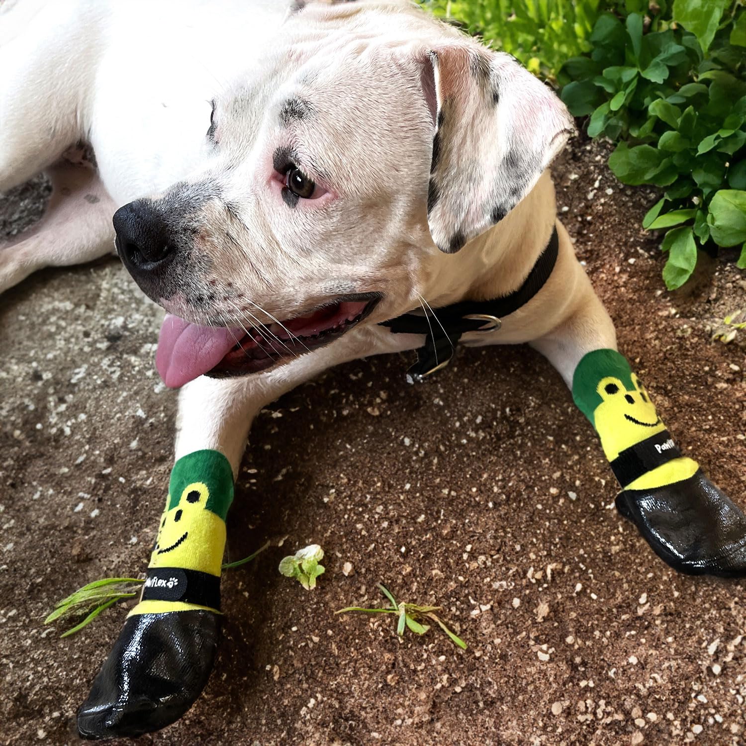 PawFlex senior-dog traction indoors helps steadier steps