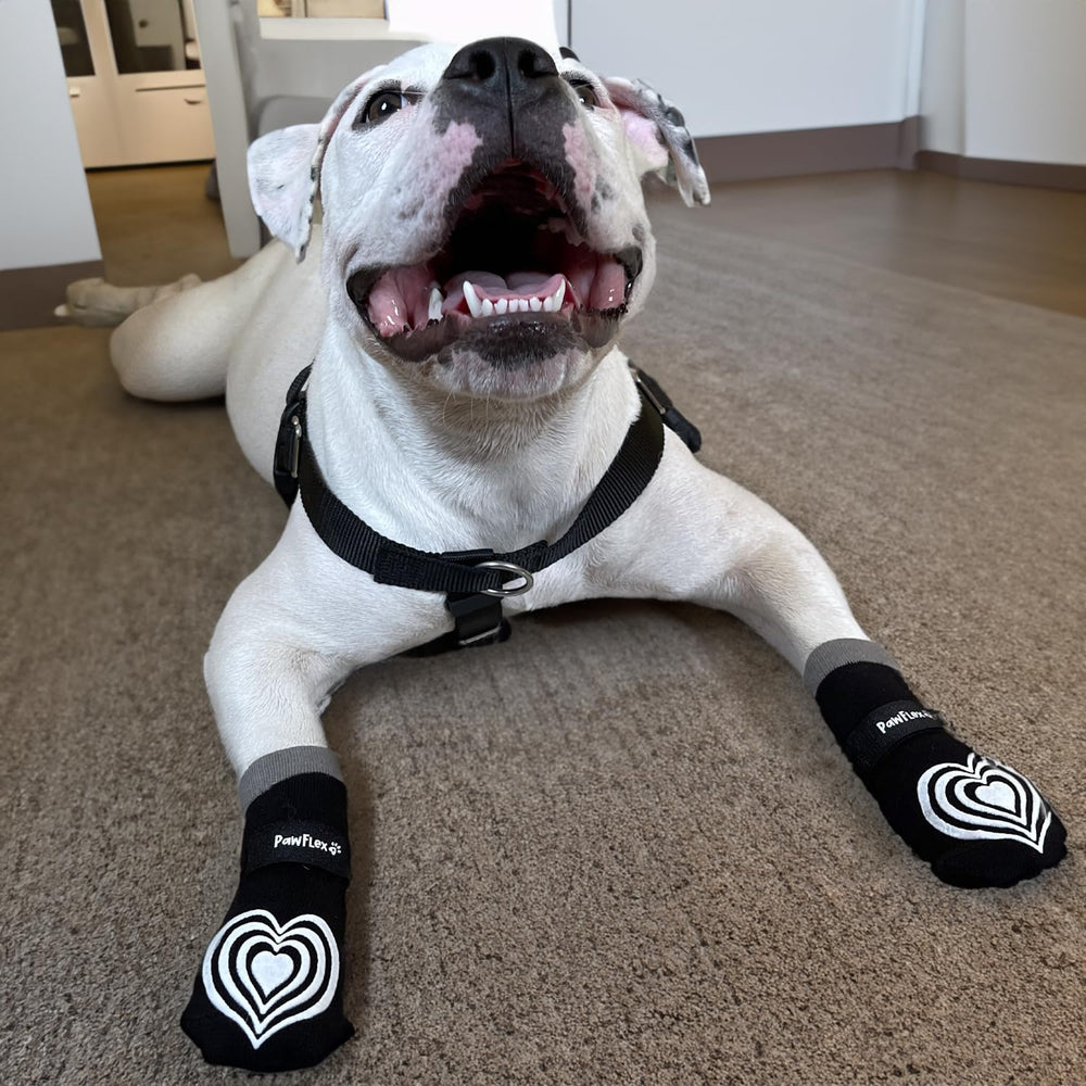 PawFlex senior dog traction socks designed to aid mobility and confidence