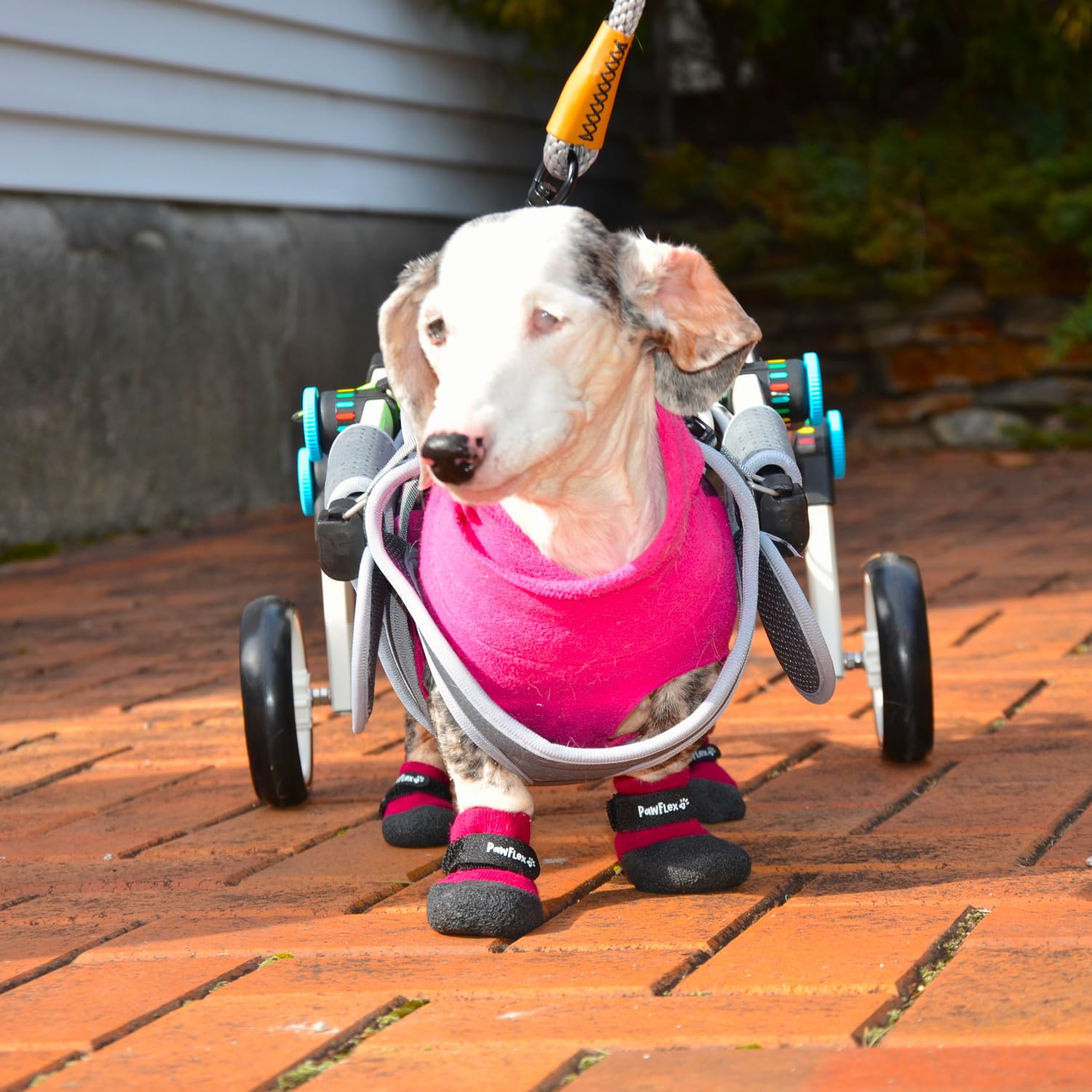 PawFlex traction support helps senior dogs move more confidently.