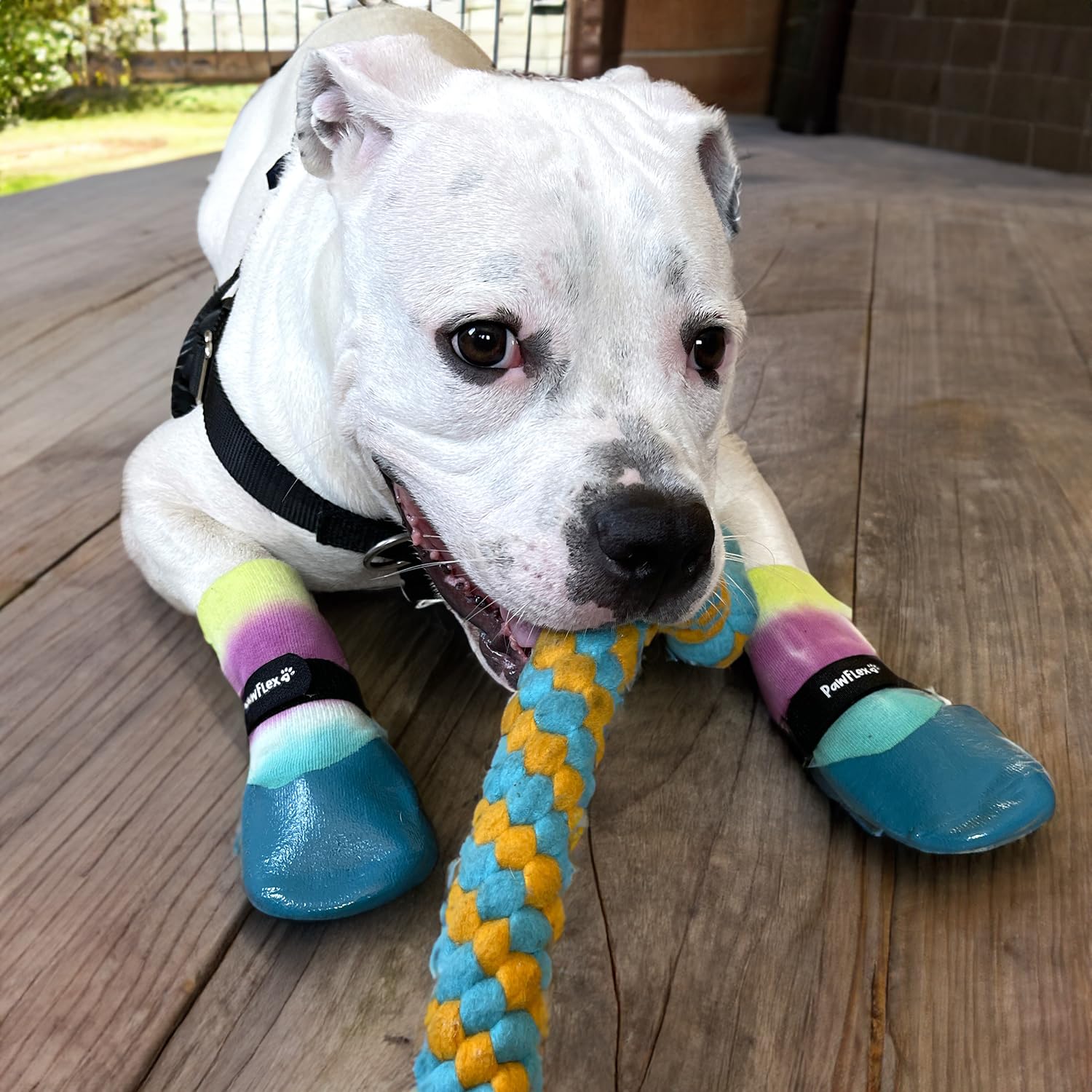 PawFlex senior dogs gain traction with improved grip for easier mobility.