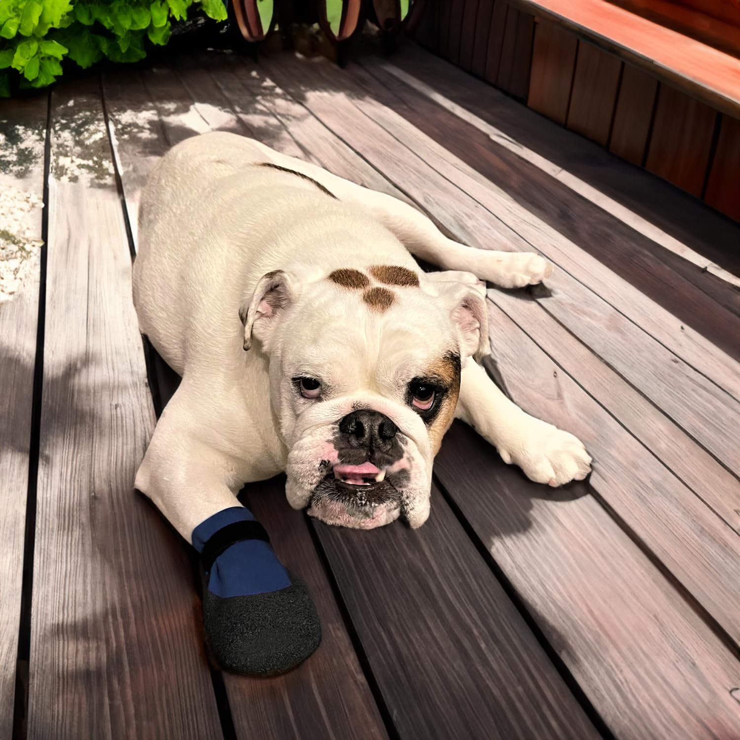 PawFlex traction on slippery floors for safer indoor outdoor mobility