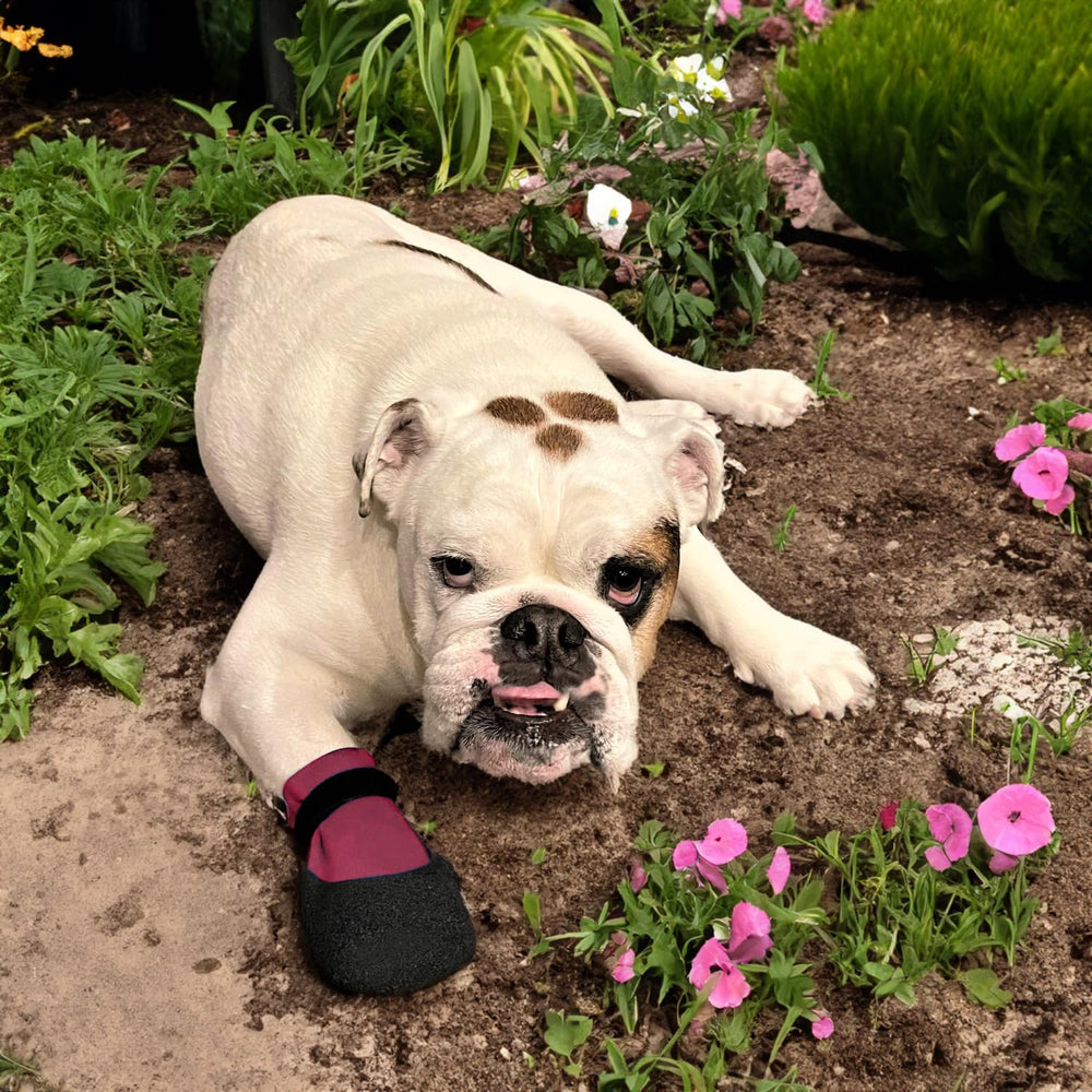 PawFlex waterproof rubber bottom keeps paws dry on wet surfaces.
