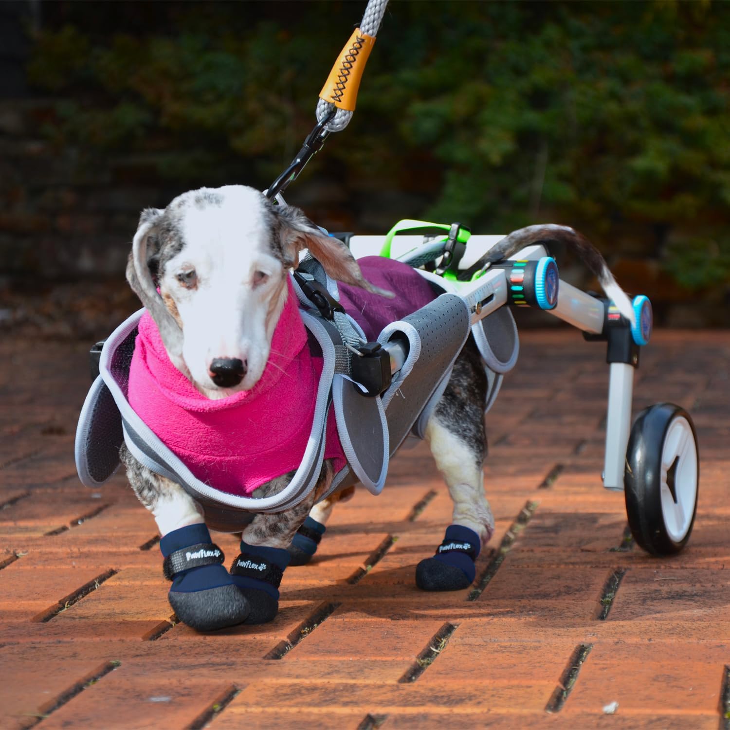PawFlex waterproof-rubber-bottom protects paws and floors in wet or snowy conditions.