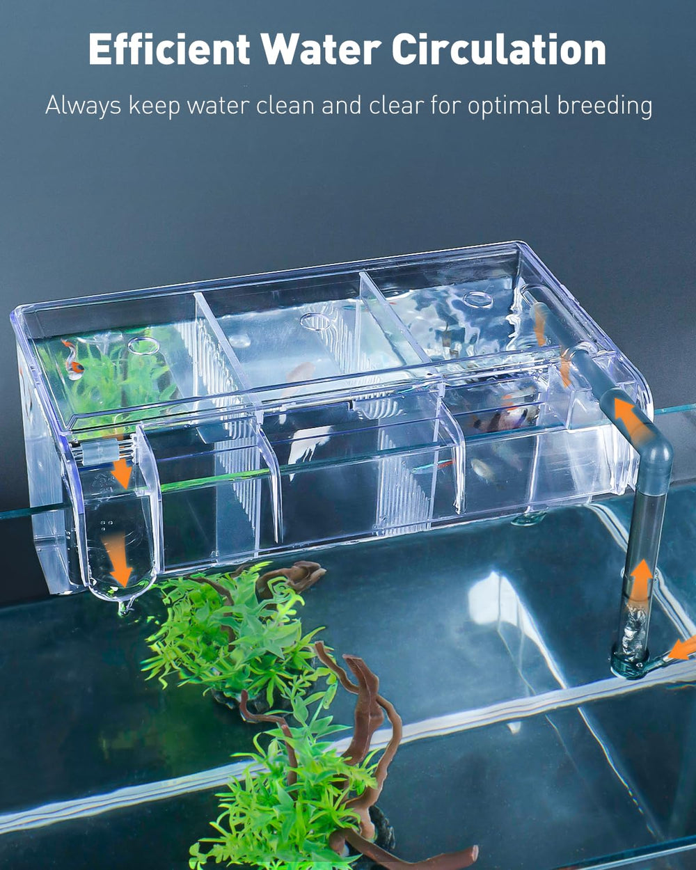 Pawfly breeding box with water inlet and airflow regulator for steady circulation