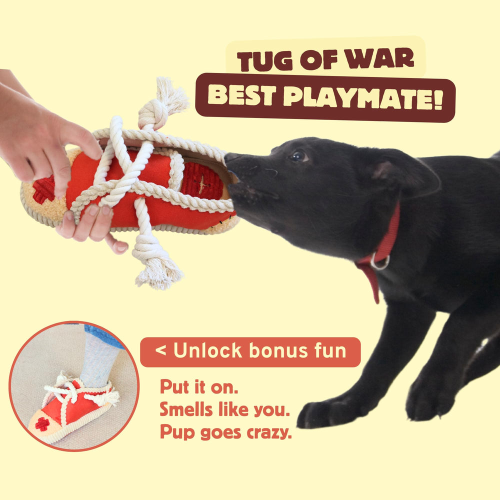 Pawfoo Lab hidden-treat-pocket showcases mental challenge and reward during sniff-and-find sessions