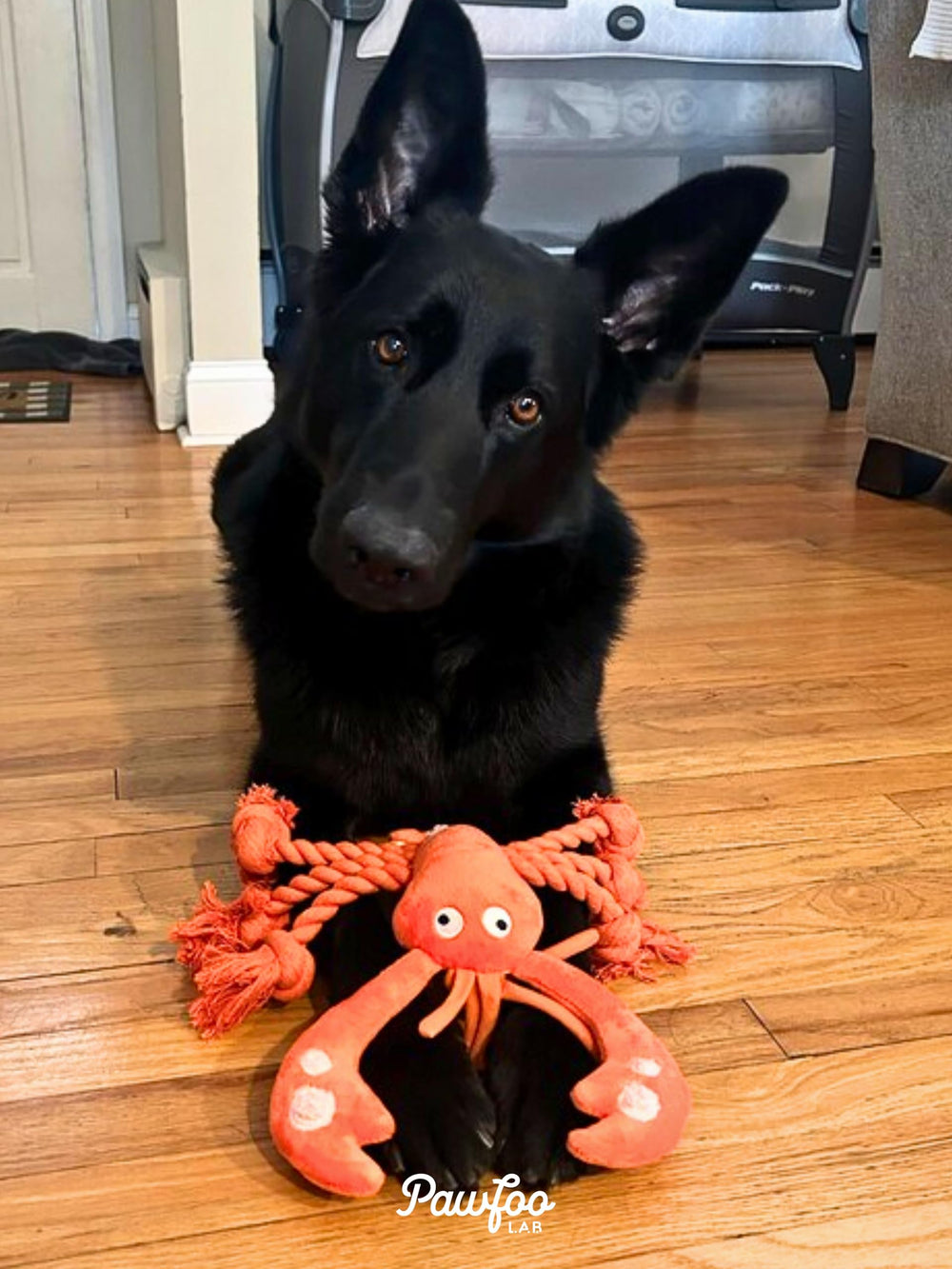 Pawfoo Lab Lobster Dog Toy plush body ideal for fetch, toss, and cuddle moments
